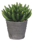 The AllState Floral And Craft Aeonium in Cement Pot features thick, finger-like succulent leaves in a textured cement container with small pebbles, displayed against a white background.