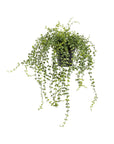 The Faire 5.5" Turtle Vine Potted Plant features a trailing vine with small, round leaves in a black pot, shown isolated on a white background.