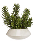 The AllState Floral And Craft Senecio in Planter features thick, pointed green leaves in a modern white ceramic pot, set against a plain white background.