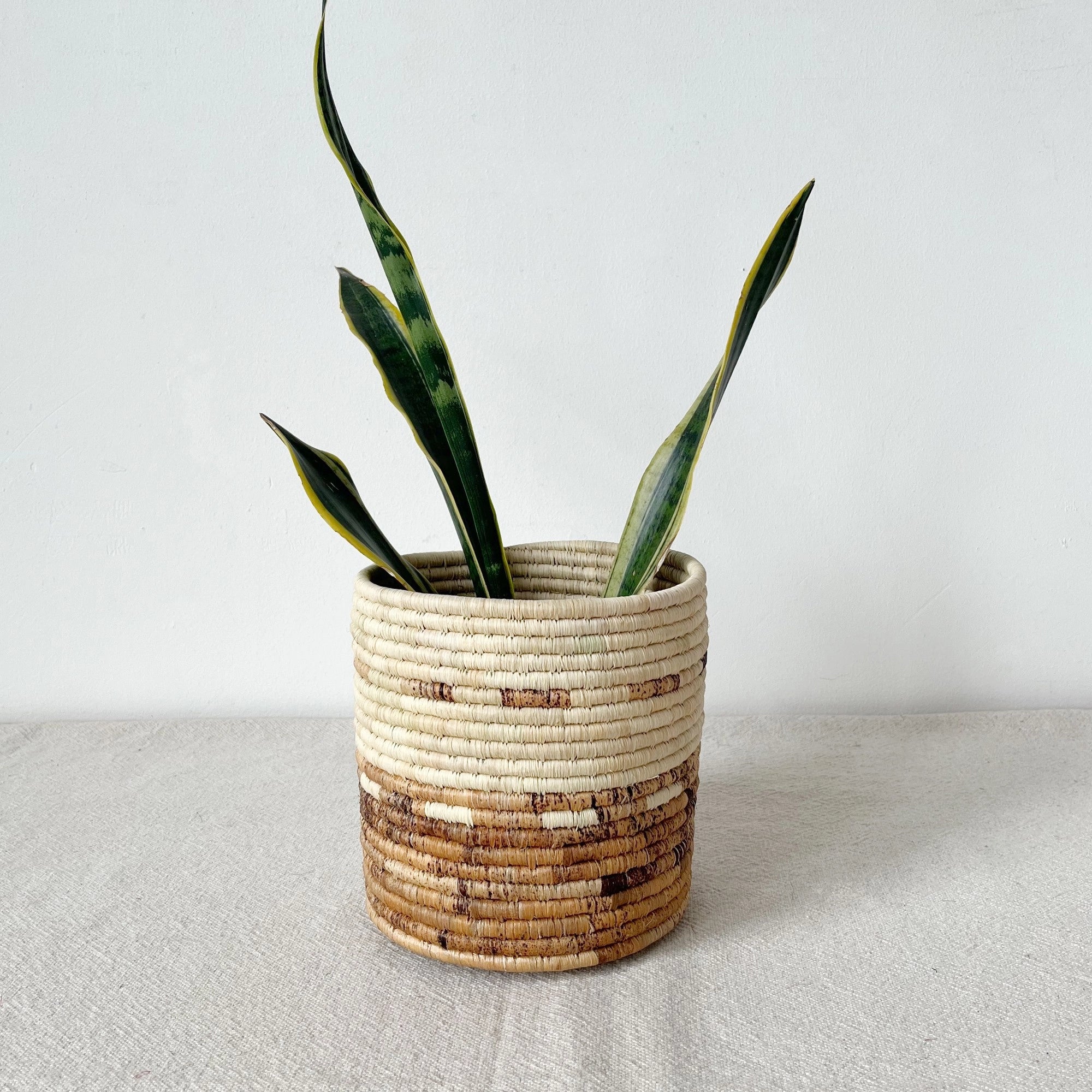 A snake plant with three tall green leaves sits in the Amsha - Faire Mkongo Plant Basket, a woven natural and brown basket planter, displayed on a light beige surface against a white background.