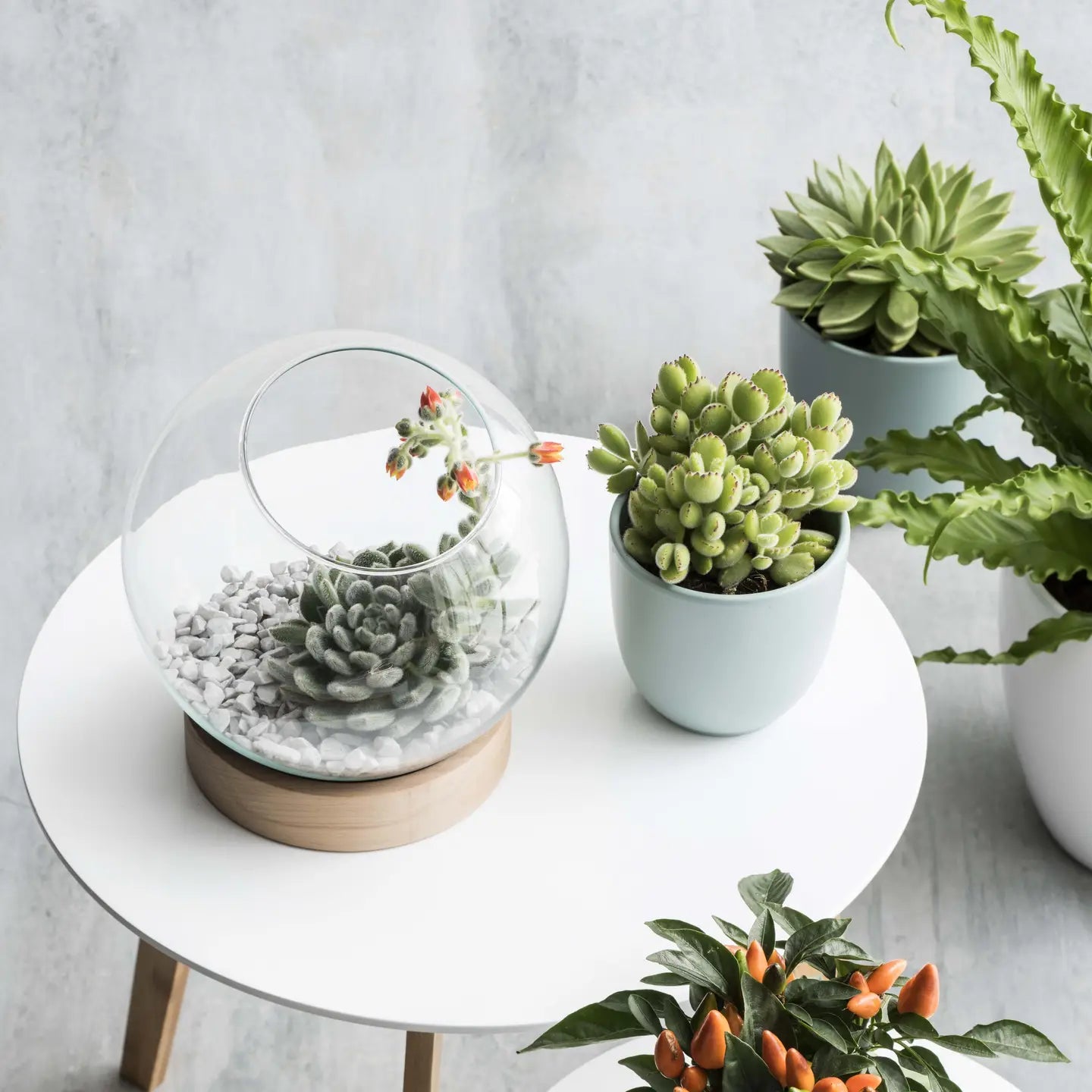 A round white table displays the BIDK Home Planter Bowl on Dish with a succulent, a small potted succulent, and several green indoor plant pots. The backdrop is a light, textured surface.