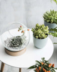 A round white table displays the BIDK Home Planter Bowl on Dish with a succulent, a small potted succulent, and several green indoor plant pots. The backdrop is a light, textured surface.