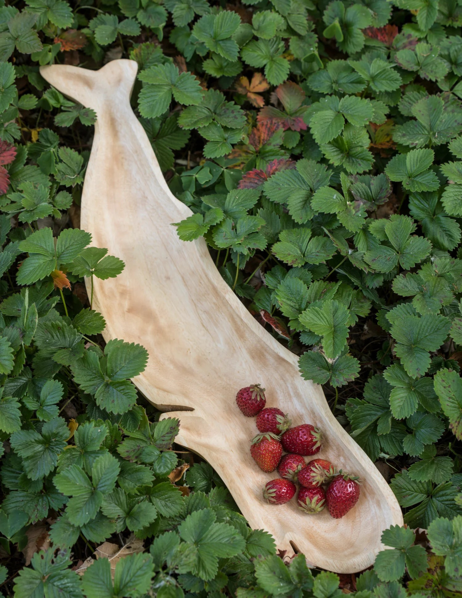 The Be Home Kiln Mango Wood Whale Dish, filled with strawberries, rests atop lush green strawberry plants dotted with ripe red berries.