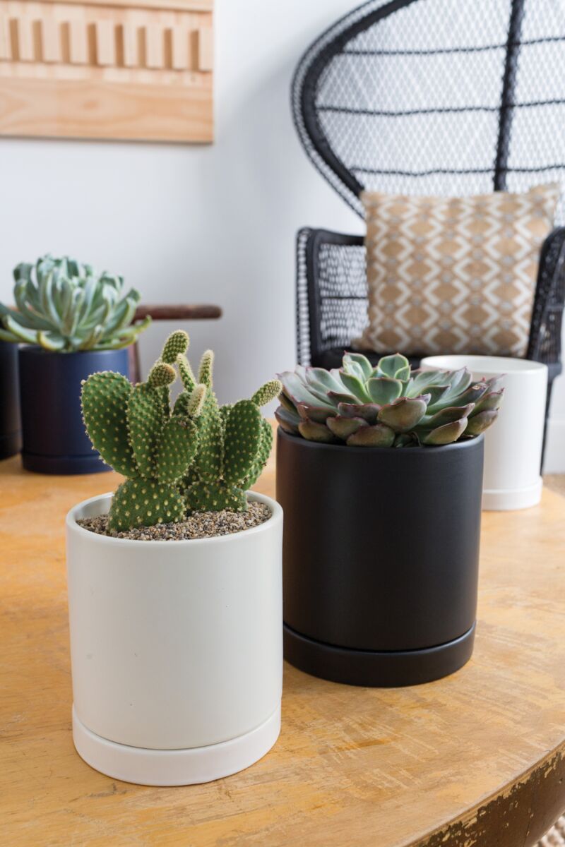 Three potted succulents filled with Accent Decor's Deco Sand rest on a wooden table. In the background, a black wicker chair with a patterned cushion and a wall-mounted wooden decor piece enhance the stylish setting.