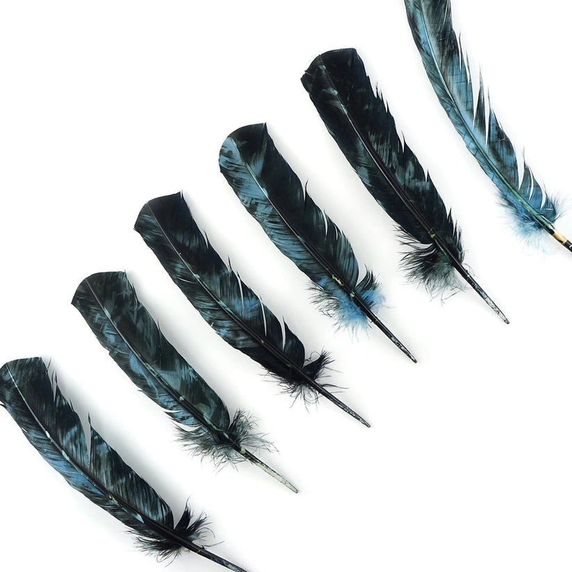 Six Faire Turkey Quill Ocean Blue and Black feathers are arranged diagonally on a white background, pointed tips facing upward and right. The feathers slightly differ in size and shape.