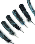 Six Faire Turkey Quill Ocean Blue and Black feathers are arranged diagonally on a white background, pointed tips facing upward and right. The feathers slightly differ in size and shape.