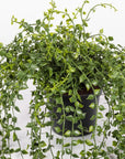 The Faire 5.5" Turtle Vine Potted Plant features small, round green leaves on trailing vines, elegantly displayed in a black plastic pot against a white background—perfect for adding natural charm indoors.