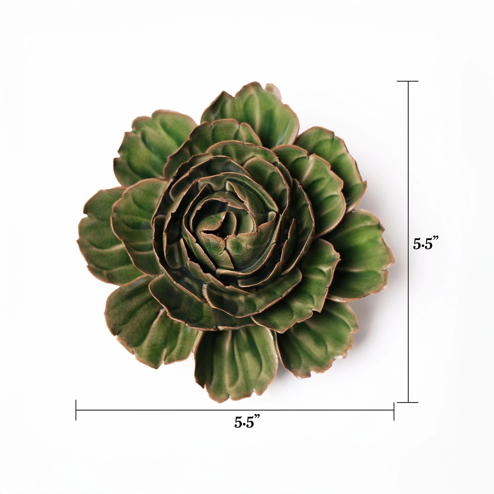 The Avocado Green Rozella Peony by Chive Ceramics (thru Faire) is shown from above with brown-tipped succulent leaves, surrounded by a large glazed ceramic flower. Labeled measurements show it’s 5.5 inches wide and 5.5 inches tall.