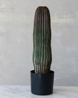 The Creative Co-op DG0366 Faux Vatricania Cactus, housed in a sleek black plastic pot, stands elegantly against a light gray textured wall. Its tall ribbed design with a faint brownish hue and 7-1/2" round setup offers a clean, modern touch that enhances minimalist spaces effortlessly.