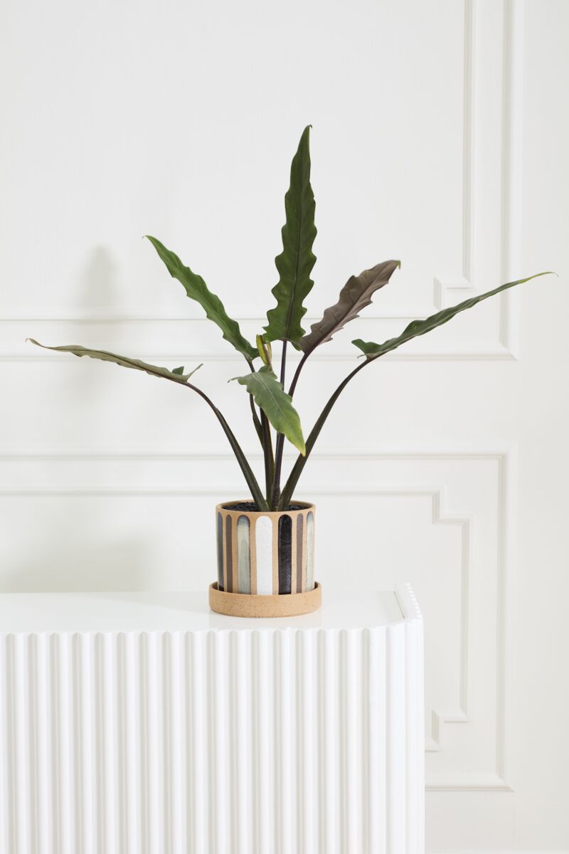 A potted plant with long, narrow green leaves sits in the Accent Decor Truman Pot/Saucer (7.75x7"), featuring a striped ceramic design, on a white ribbed surface in front of an off-white decorative wall.