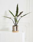 A potted plant with long, narrow green leaves sits in the Accent Decor Truman Pot/Saucer (7.75x7"), featuring a striped ceramic design, on a white ribbed surface in front of an off-white decorative wall.
