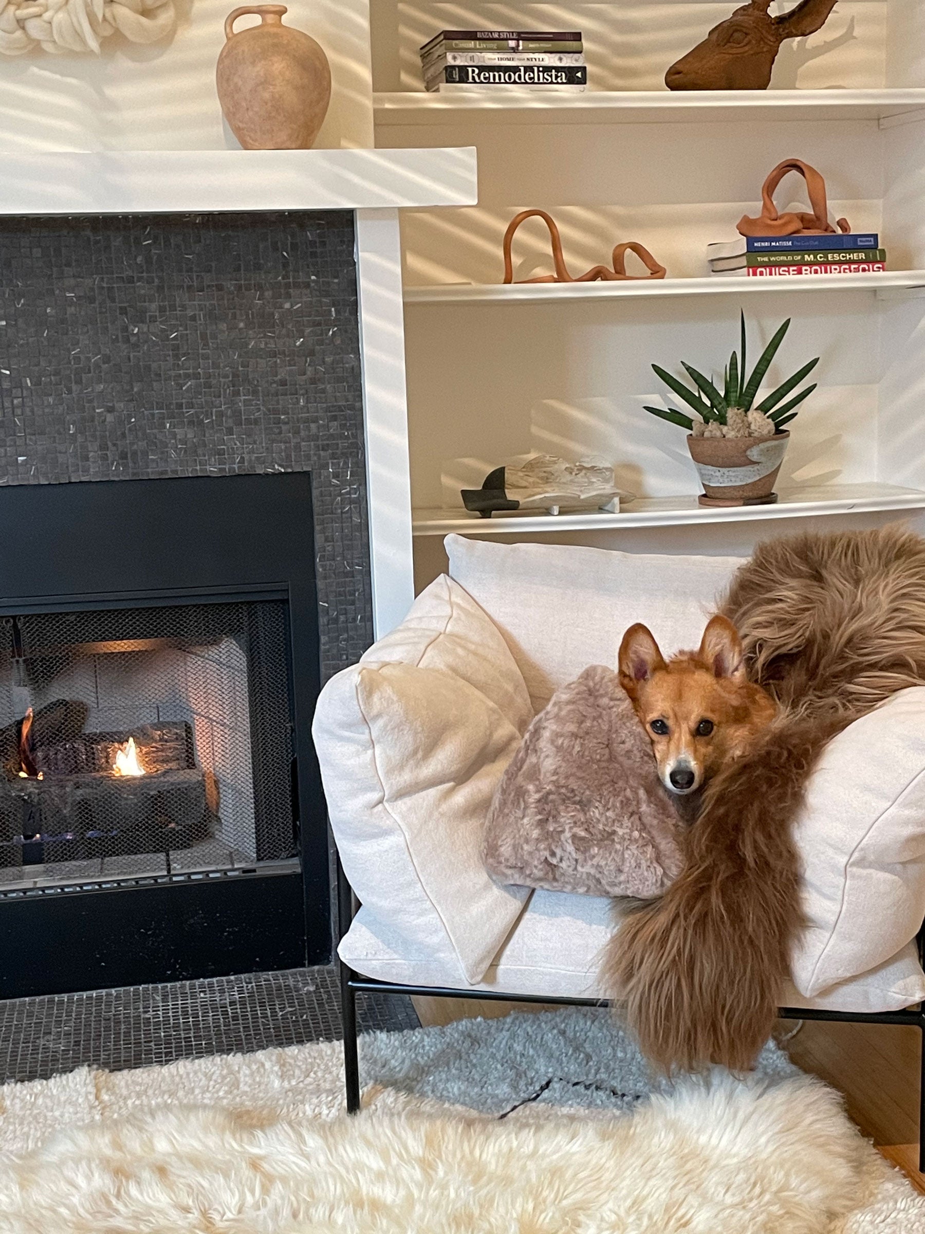 A small brown dog lounges on a cozy armchair draped with the Icelandic Sheepskin from Faire near a glowing fireplace, with shelves of books, pottery, and a potted plant in the background creating a warm, inviting atmosphere.