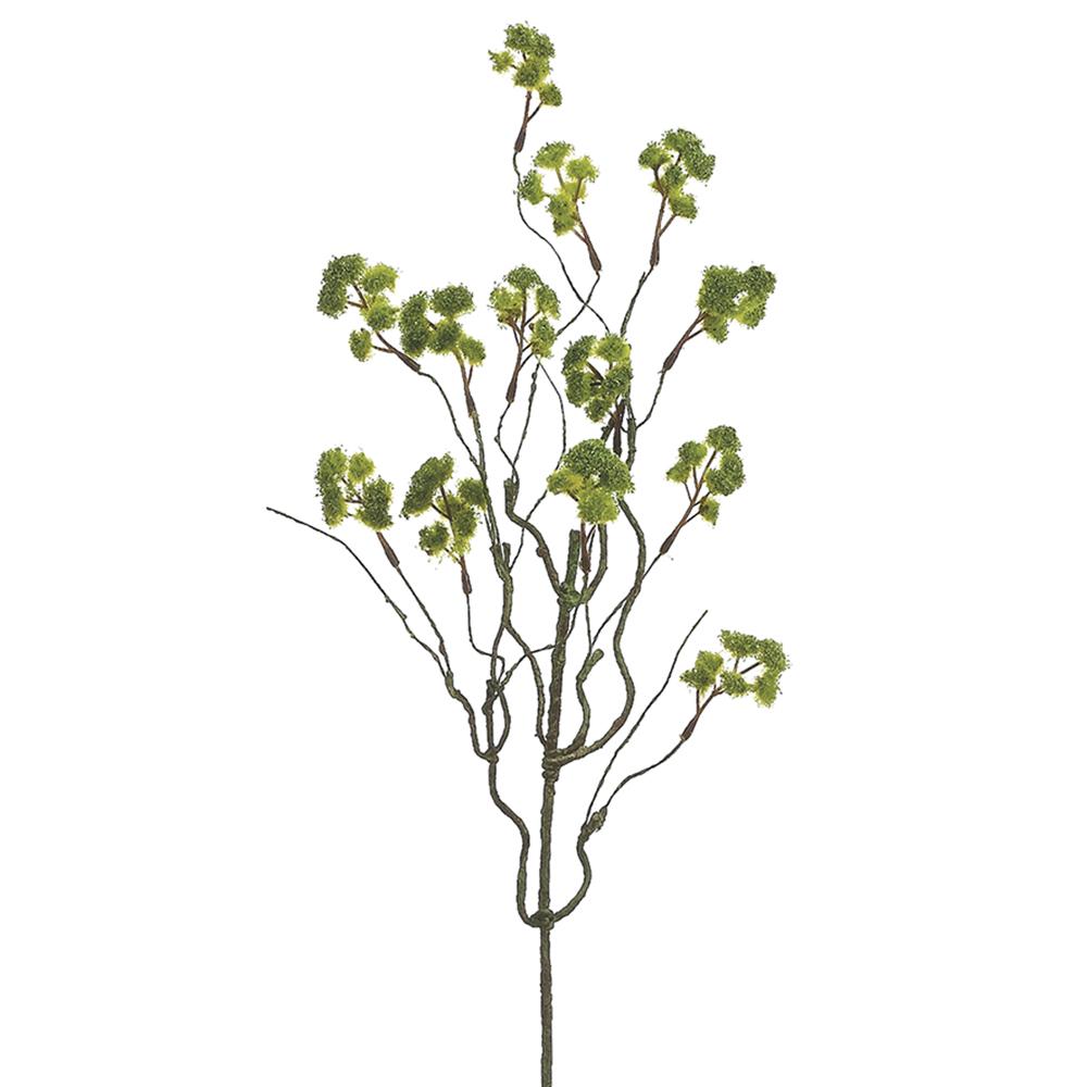 The 23" Irish Moss Spray by Faire features multiple thin, dark stems topped with clusters of green foliage—ideal for adding natural charm to your home decor against a plain white background.