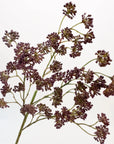 Purple artificial sedum spray with small clustered blooms on green stems, Faire Faux, 16 inches, Bungalow Furniture.