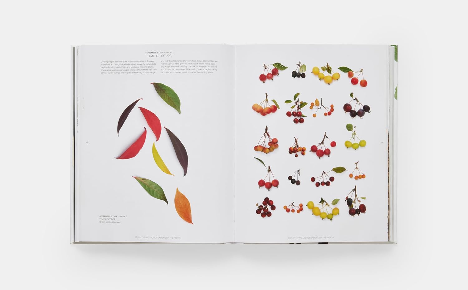 An open book, "STILL The Art of Nothing" by Hachette Book Group, shows assorted colored leaves in an arc on the left page and varieties of cherries with stems on the right, inspired by Mary Jo Hoffman's nature photography practice.