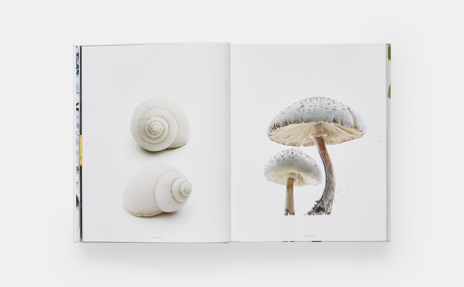 In STILL The Art of Nothing by Hachette Book Group, an open book displays three white snail shells on the left page and two tall speckled mushrooms on the right, all set against a plain white background.