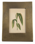 A botanical illustration of a green leafy plant with striped leaves is displayed in the HomArt Ridley Picture Frame, featuring a rectangular gold-toned design and a slightly curved base.