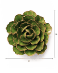 Top view of the Accents Peony by Chive Ceramics (thru Faire), a green succulent-inspired ceramic wall flower with scalloped edges and a 5-inch rosette shape, perfect as unique modern wall art decor against a white background with measurement lines.