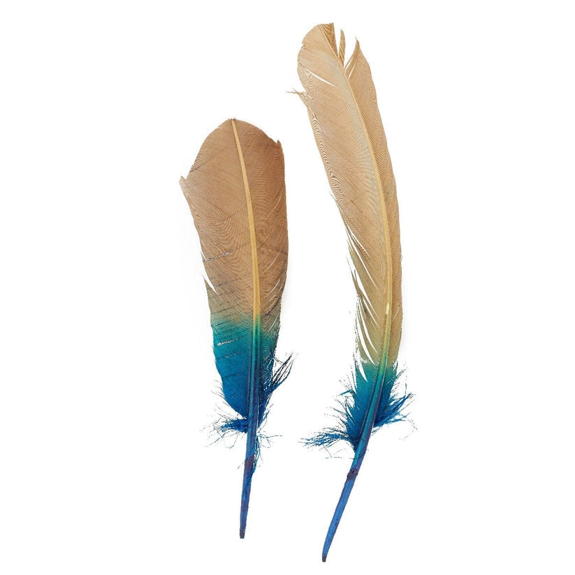 Two Faire Feathers with lower halves dyed bright blue and beige tops, shown side by side on a white background.
