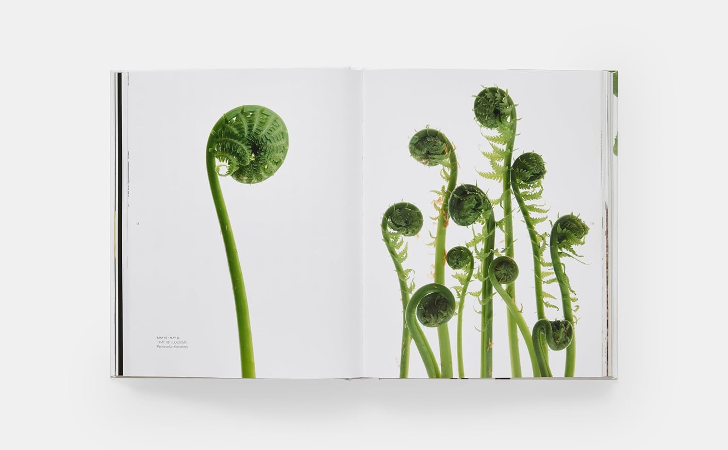 An open copy of "STILL The Art of Nothing" by Hachette Book Group features close-up photos of green fern fiddleheads on white—one tall on the left page, a cluster on the right—showcasing stunning found nature photography.