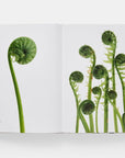 An open copy of "STILL The Art of Nothing" by Hachette Book Group features close-up photos of green fern fiddleheads on white—one tall on the left page, a cluster on the right—showcasing stunning found nature photography.