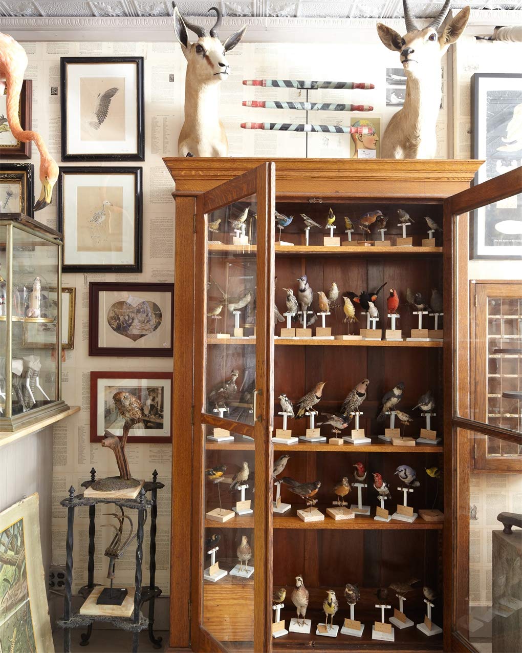 Sean Scherer's Kabinett by Hachette Book Group showcases vintage home decor with wooden cabinets displaying taxidermy birds, antelope heads mounted above, and framed bird illustrations adorning the walls.