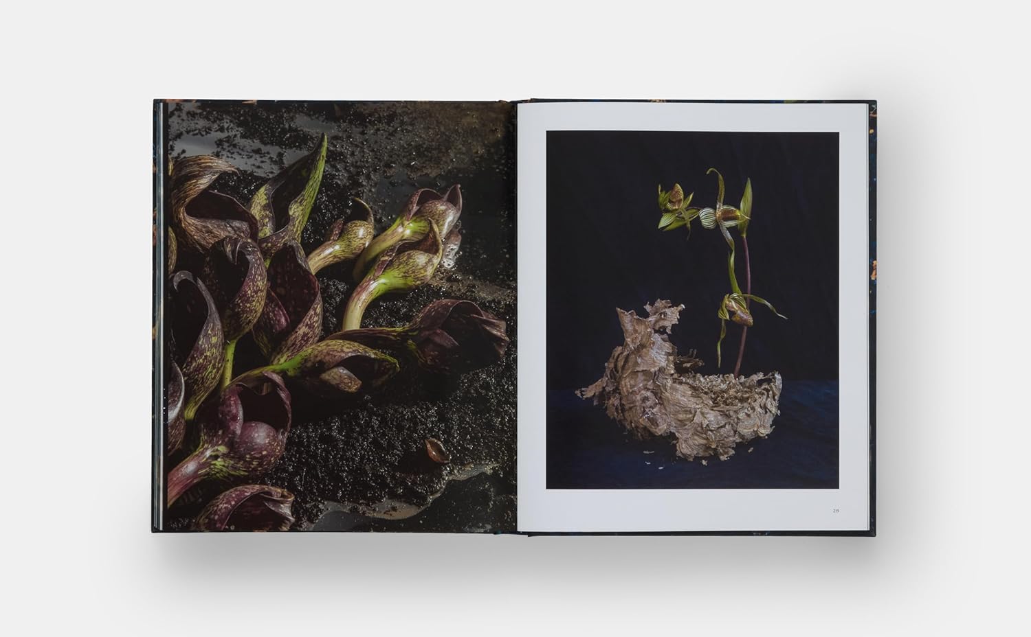 An open book from Hachette Book Group’s "Emily Thompson Flowers" shows a close-up of dark purple and green plants on the left page, and a dramatic, contemporary floral arrangement in a bark-like container on the right.