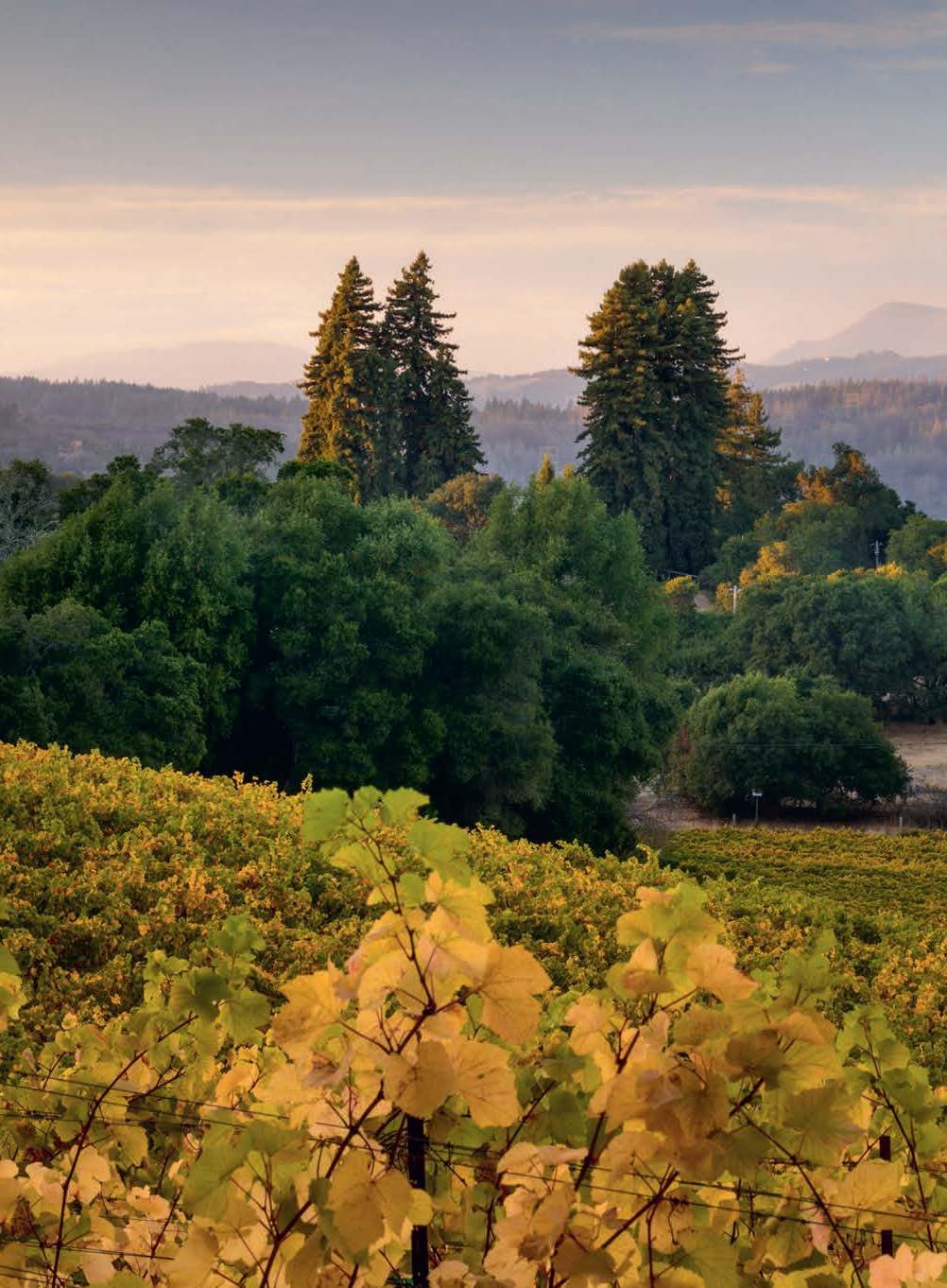 Rows of yellow-green grapevines stretch invitingly across the land, as showcased in "150 Vineyards You Need" by Simon & Schuster Inc.—perfect inspiration for wine lovers seeking to discover the world’s most exceptional vineyards.