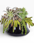 The Faire Tulip Planter is a black, glossy ceramic pot featuring densely packed green and purple succulents, including trailing burro’s tail and spiky air plants, arranged against a white background.