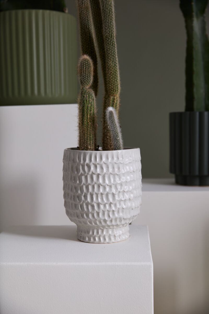 A tall cactus with small offshoots is displayed in the Accent Decor Adrien Pot Large, a textured white ceramic planter on a white pedestal. Two green ribbed plant pots appear partially in the background.