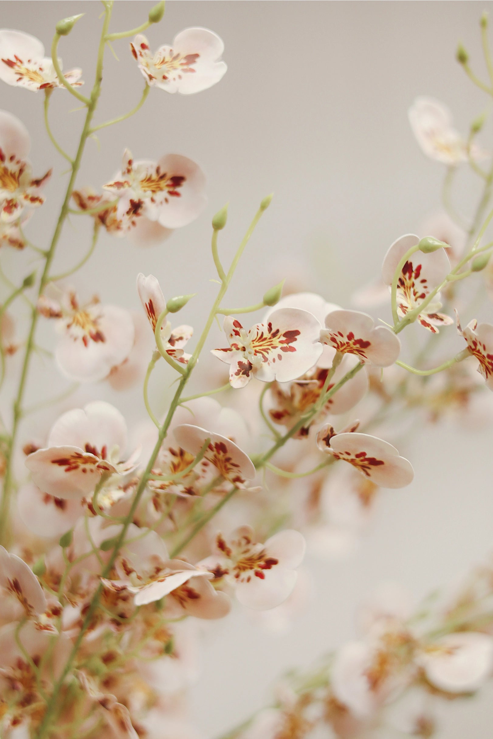 The Faire Wild Orchid Spray features delicate, light pink flowers with red and yellow centers on thin green stems against a neutral background, offering an airy, elegant touch to your home decor with realistic faux blooms.