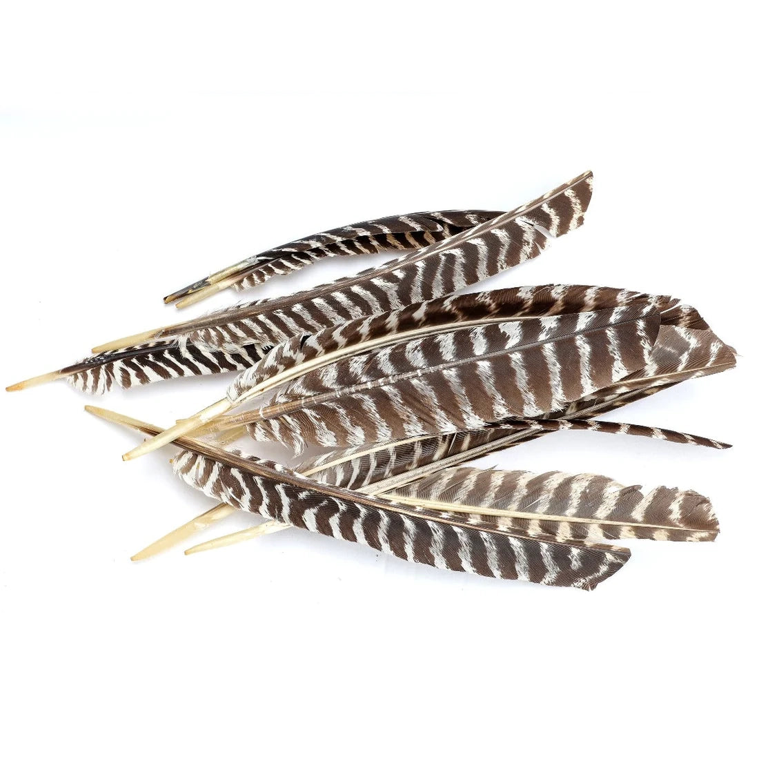 A scattered pile of Faire Feathers, featuring brown and white barred patterns and pointed ends, displayed on a white background.