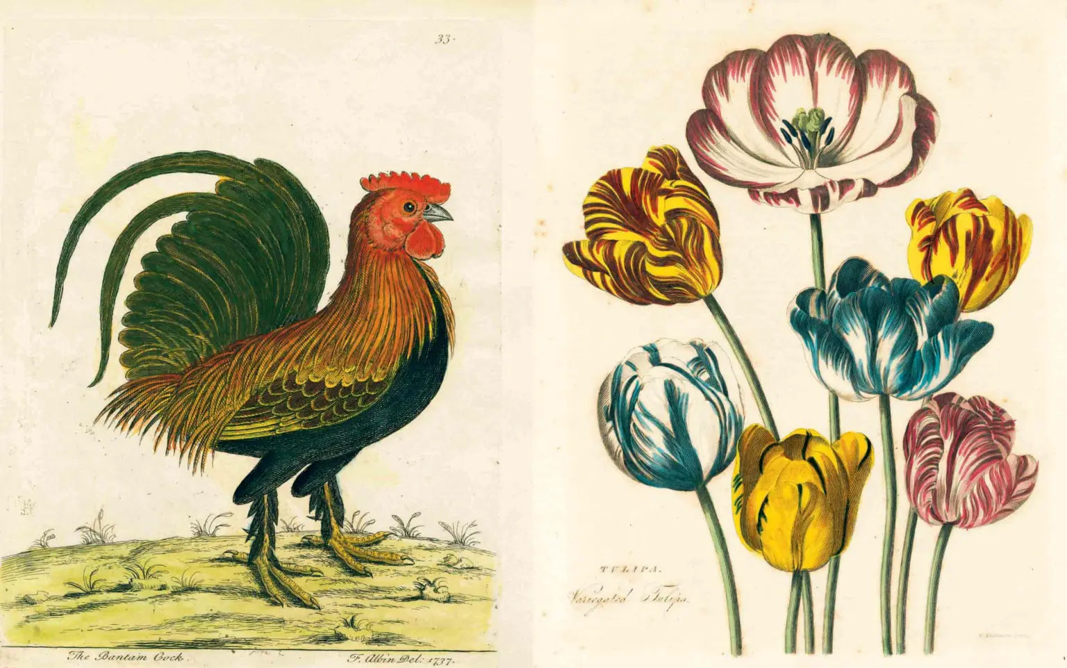 An illustration of a vibrant rooster beside tulips, styled in John Derian’s distinctive decoupage aesthetic, features in the "John Derian Picture Book" by Hachette Book Group.