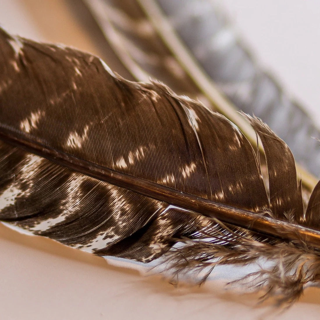 Close-up of Faire Barred Turkey Feathers/Natural, highlighting the brown and white stripes and intricate patterns of these premium quills against a soft, neutral background.