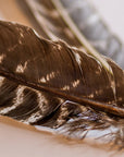 Close-up of Faire Barred Turkey Feathers/Natural, highlighting the brown and white stripes and intricate patterns of these premium quills against a soft, neutral background.