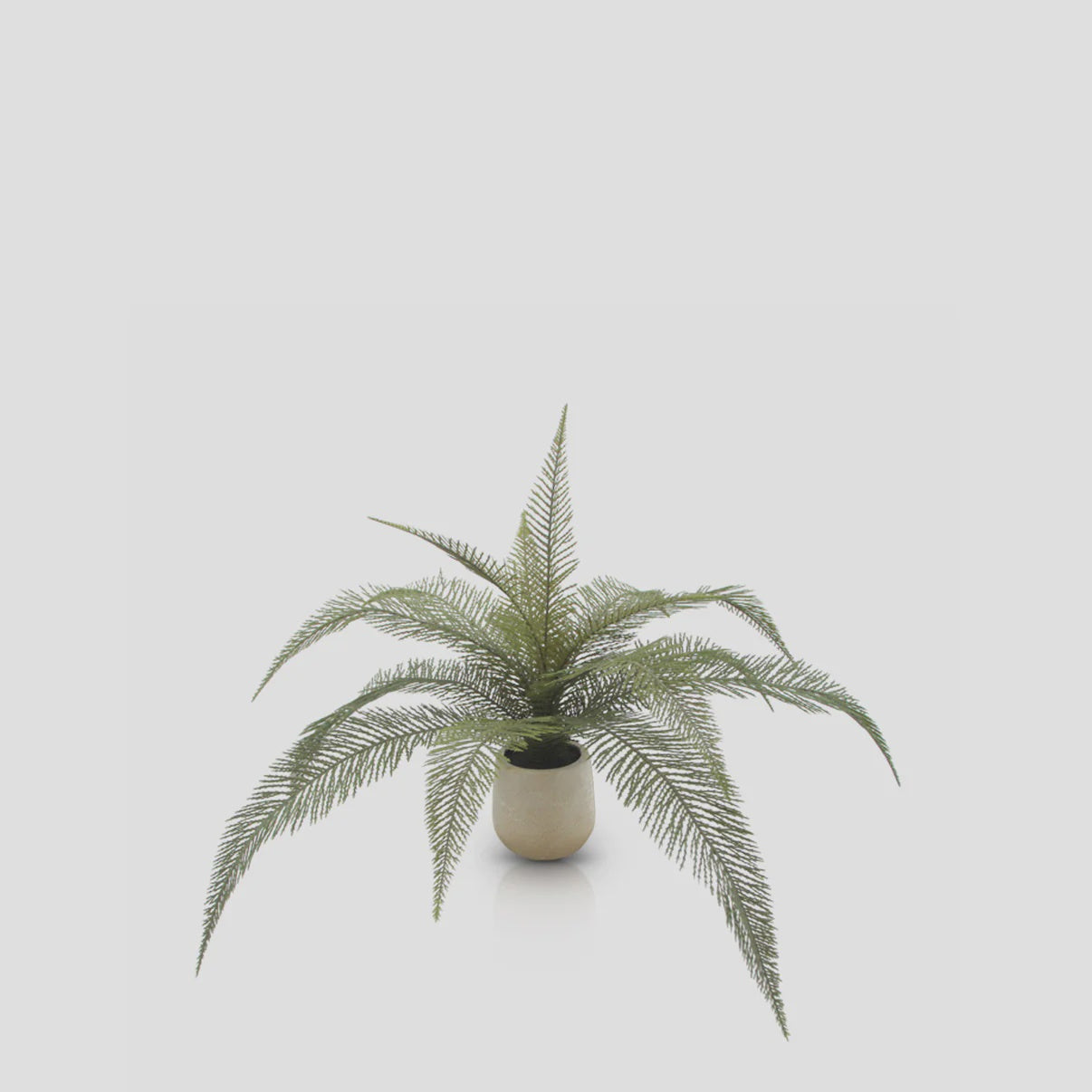 The Abigail Ahern Deer Fern boasts long, feathery fronds in a small, plain white pot against a light gray background—a perfect low-maintenance option to elevate your space.