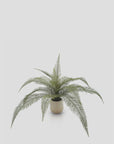 The Abigail Ahern Deer Fern boasts long, feathery fronds in a small, plain white pot against a light gray background—a perfect low-maintenance option to elevate your space.