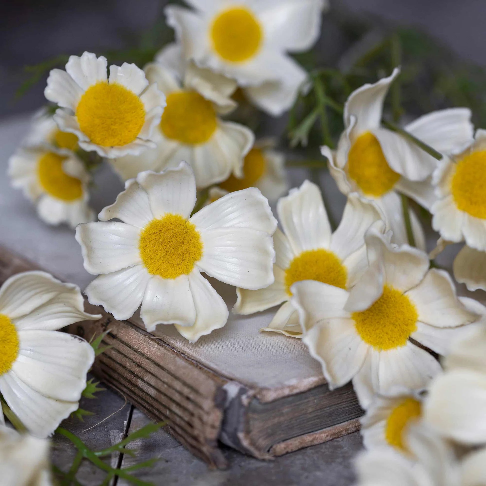 Cosmos Meadow, Buttermilk by Abigail Ahern features delicate, butter-hued blooms with bright yellow centers arranged atop an old book for a soft, rustic display.