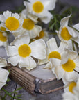 Cosmos Meadow, Buttermilk by Abigail Ahern features delicate, butter-hued blooms with bright yellow centers arranged atop an old book for a soft, rustic display.