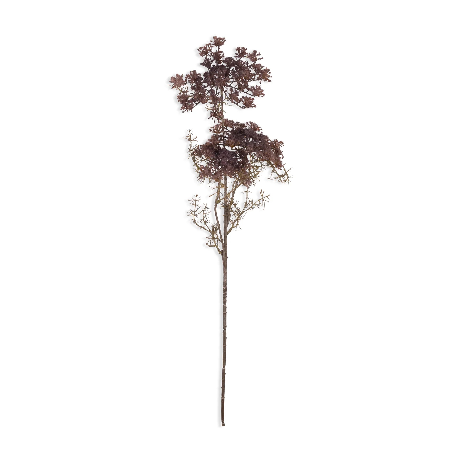The Queen Anne's Lace Purple by Abigail Ahern features a single tall, slender stem with delicate, dark reddish-brown clusters, capturing timeless botanical beauty and refined elegance against a white background.