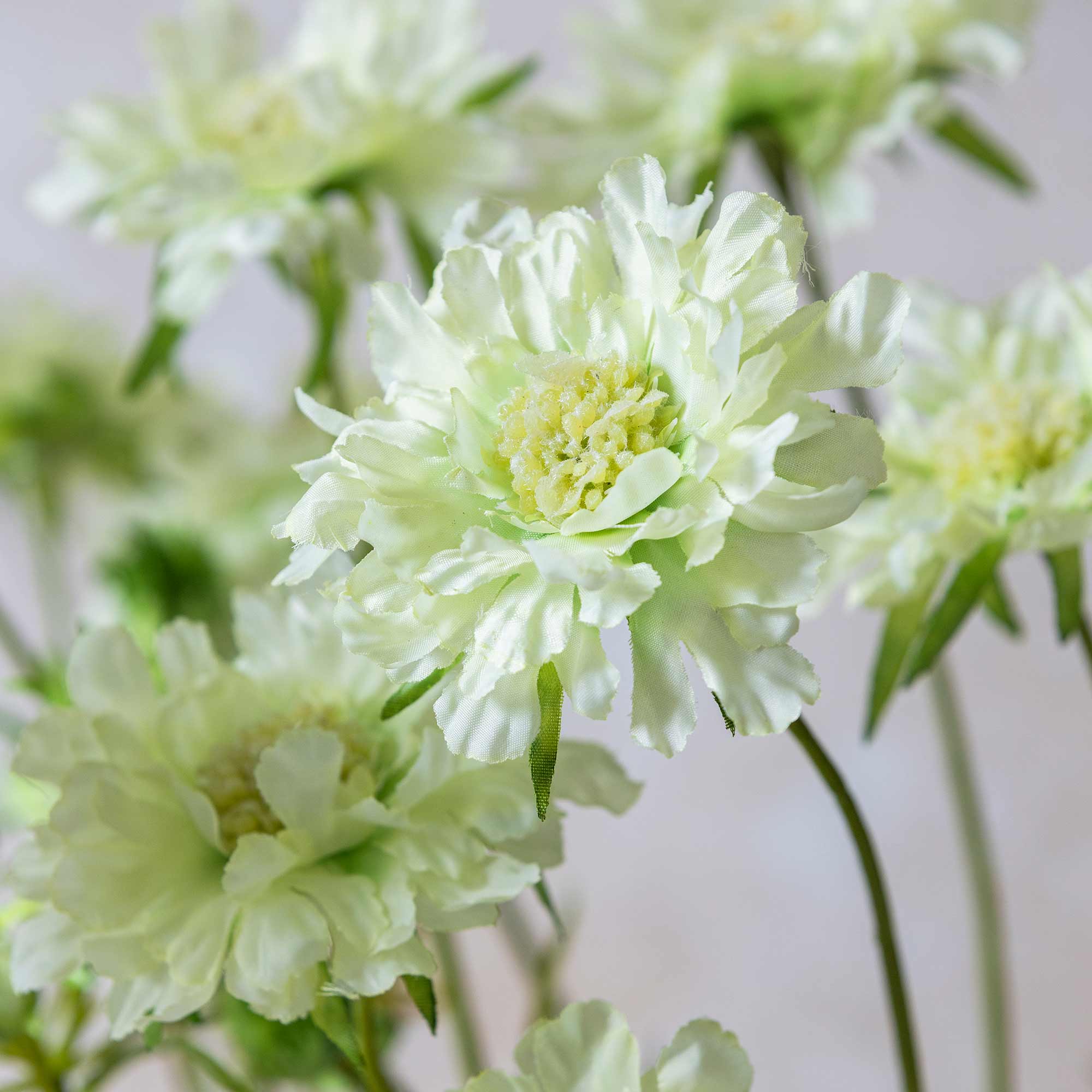 Close-up of Abigail Ahern’s Scabious Flower in Cream, showcasing its delicate ruffled petals and yellow-green center on a single stem against a softly blurred background.