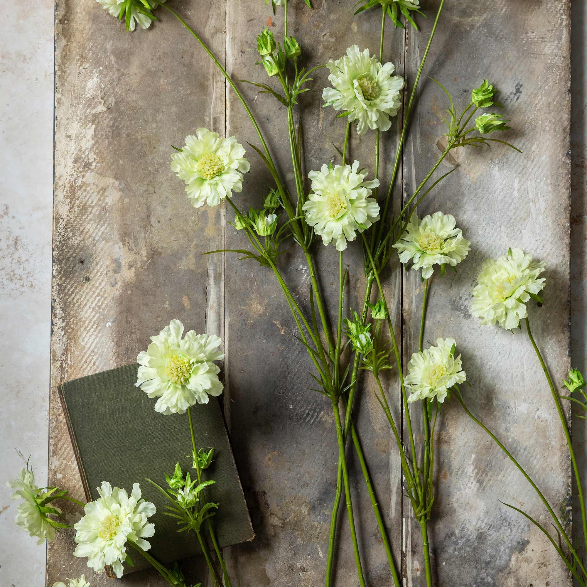 Cream Scabious flowers by Abigail Ahern, with long stems, are spread across a rustic textured surface. A small, closed dark green book rests among the blooms in the lower left corner.