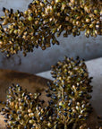 Close-up of Abigail Ahern's Sorghum Stem Umber, featuring brown floral buds and clusters with tan and black seeds, styled on a rustic wooden surface and in a light vase for a natural, textured look.