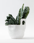 A white high-fired ceramic cup from Montes Doggett, known as the 4994 Bowl no. 994, holds several large, dark green leaves of Lacinato kale. The leaves, with their bumpy texture, stand upright in the elegant and minimalist bowl. Handmade in Peru, the plain white background emphasizes the vibrant color and texture of the kale.