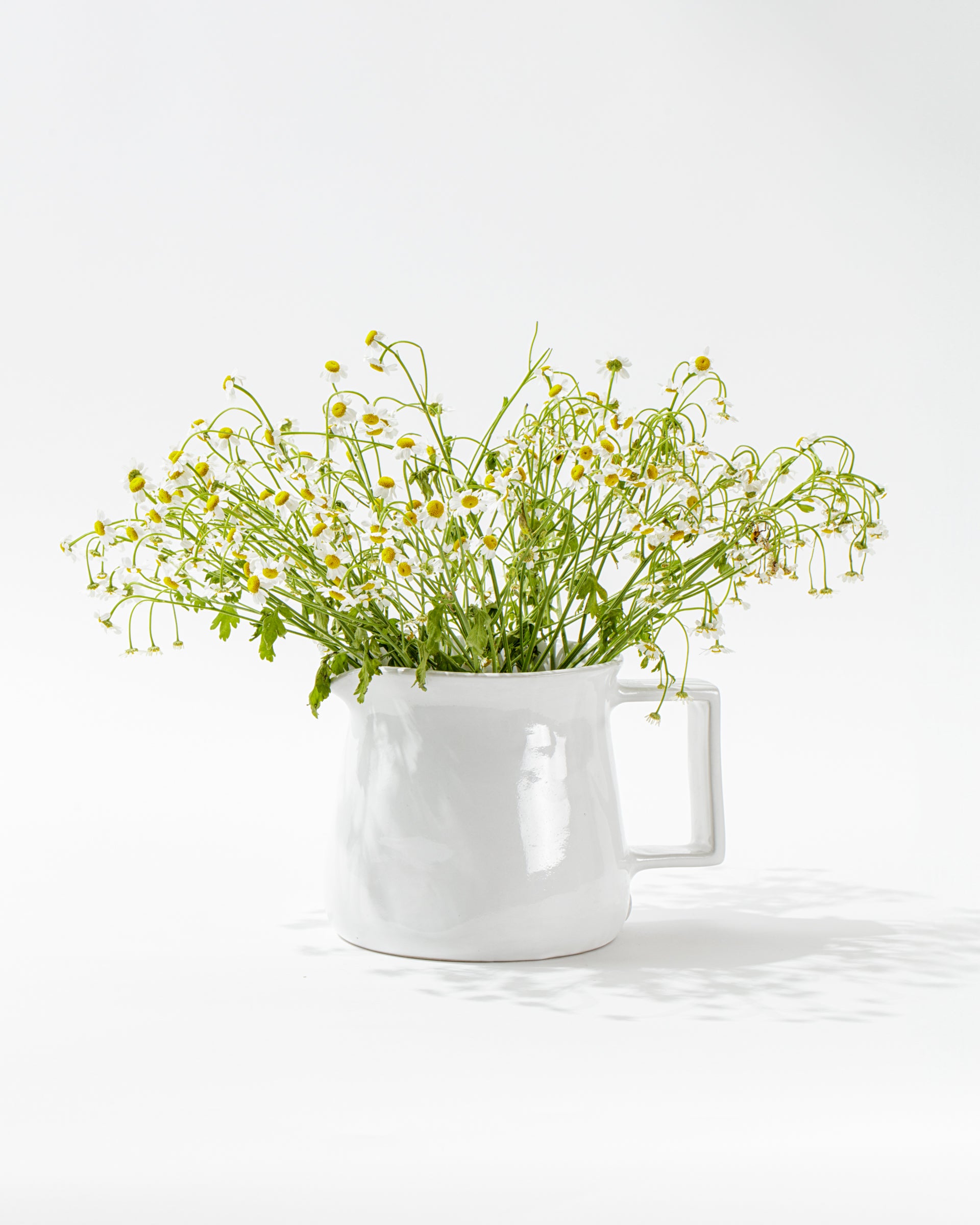 A handmade ceramic pitcher, Pitcher No. 750 by Montes Doggett, filled with freshly picked chamomile flowers with small white petals and yellow centers. The high-fired pitcher casts a soft shadow on the white surface, and the background is also white, creating a minimalist and fresh aesthetic.