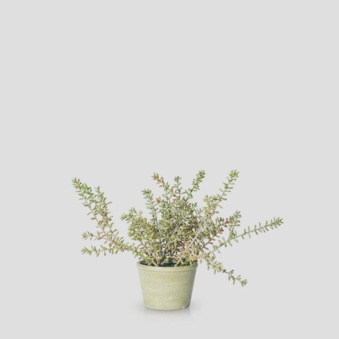 An Artificial Burrito Sedum by Abigail Ahern, with many slender stems and tiny oval leaves, sits in a light green paper mache pot against a plain light gray background.