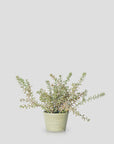 An Artificial Burrito Sedum by Abigail Ahern, with many slender stems and tiny oval leaves, sits in a light green paper mache pot against a plain light gray background.