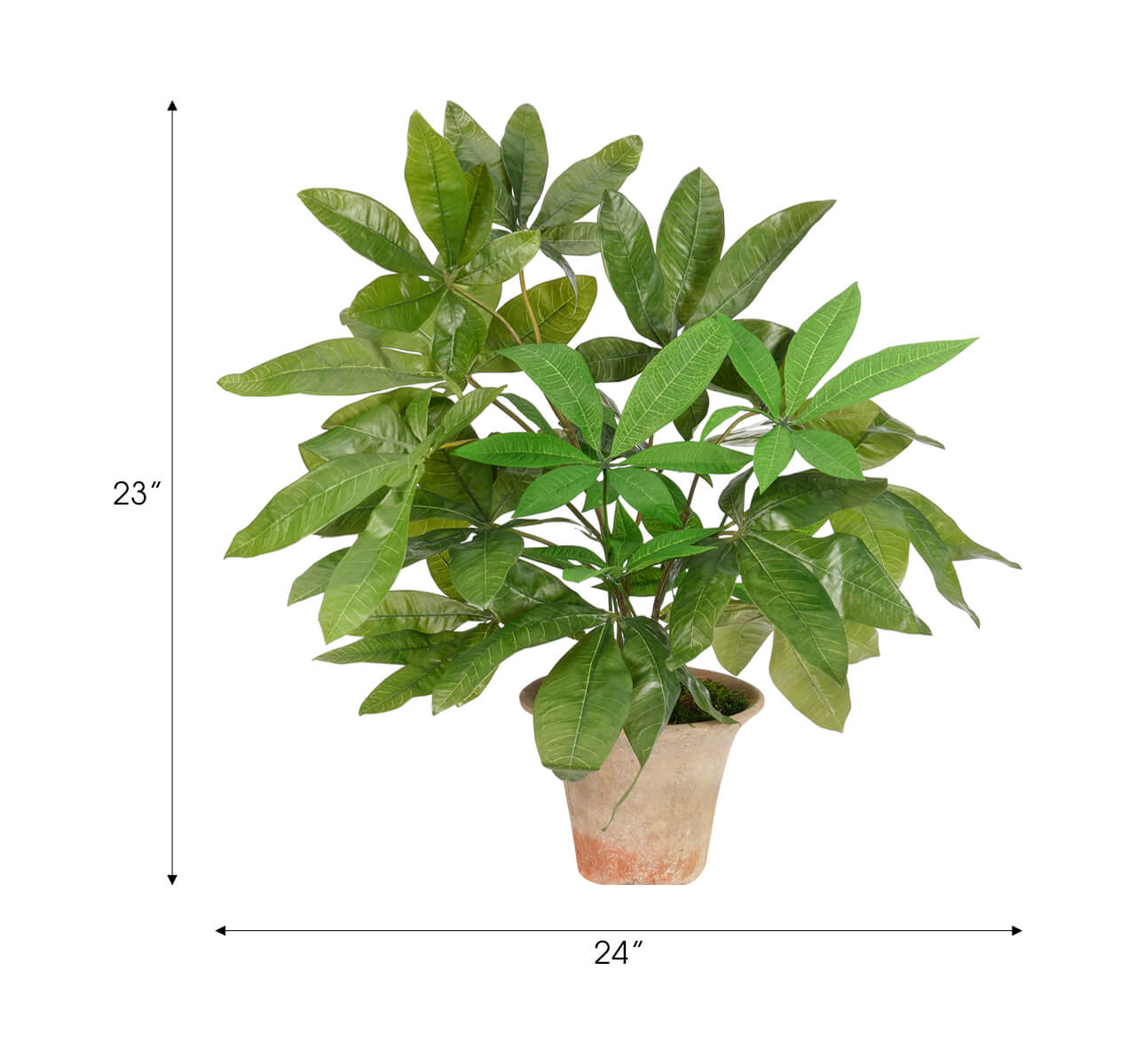 The Money Tree Terra Pot by Natural Decorations Inc., featuring lush green leaves, stands 23" tall and 24" wide with arrows marking its dimensions—an ideal vibrant accent for any space against a clean white background.