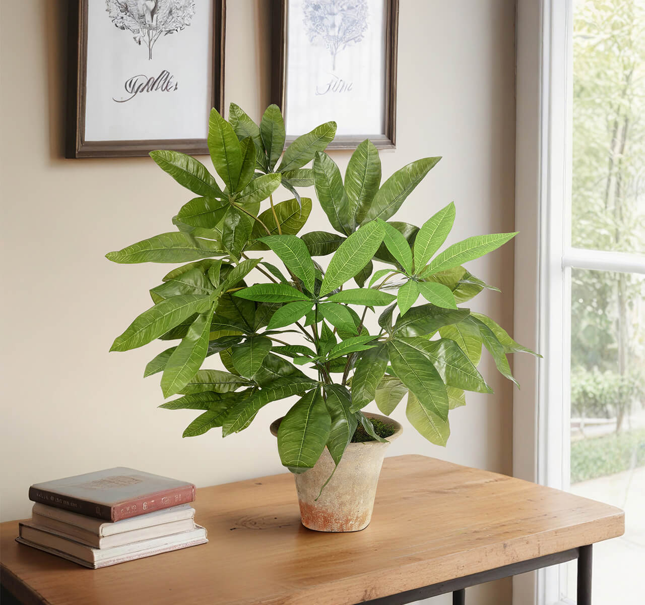 The Money Tree Terra Pot by Natural Decorations Inc. features lush green leaves and sits on a wooden table beside stacked books near a window, with two botanical prints on the beige wall completing the vibrant decor.