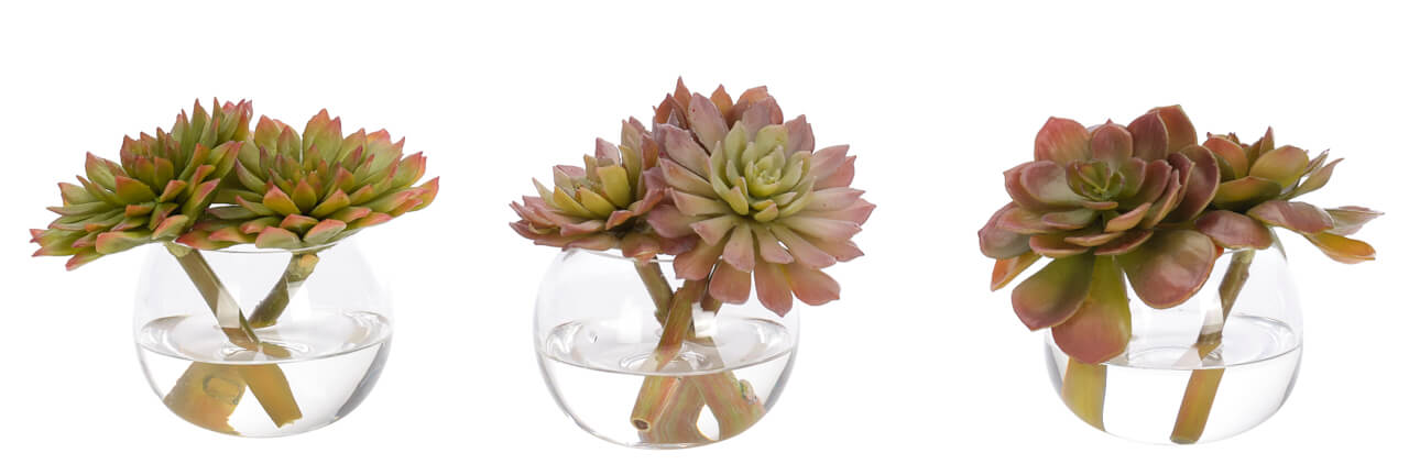 The Succulent Glass Bubble by Natural Decorations Inc. features three glass bowls with realistic succulents, floating in clear water. Lined up on a white background, they provide natural elegance and maintenance-free decor.